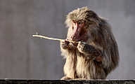 Hamadryas baboon (Papio hamadryas)